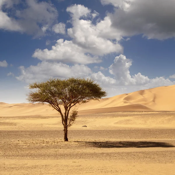 Sahara Çölü'nde bir kumul kuru çıplak ağaca — Stok fotoğraf