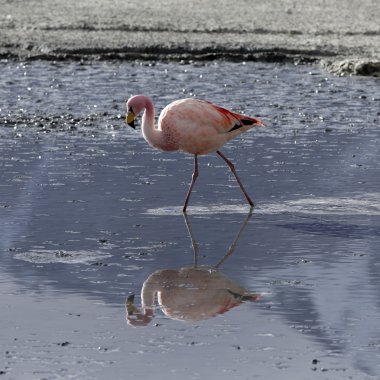 bolivia.lagoons pembe flamingo ile niteliği