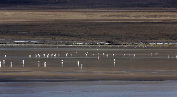 Kuşlar bolivia.lagoons doğası — Stok fotoğraf