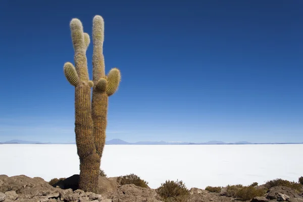 Povaha Bolívie. obrovské kaktusy — Stock fotografie