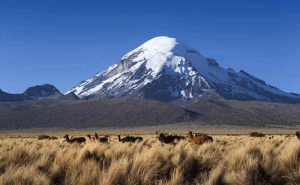 Natur des Gebirges Bolivien — Stockfoto