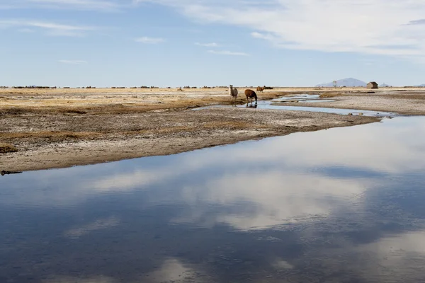 Natur des Gebirges Bolivien — Stockfoto