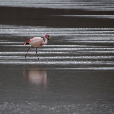 bolivia.lagoons pembe flamingo ile niteliği