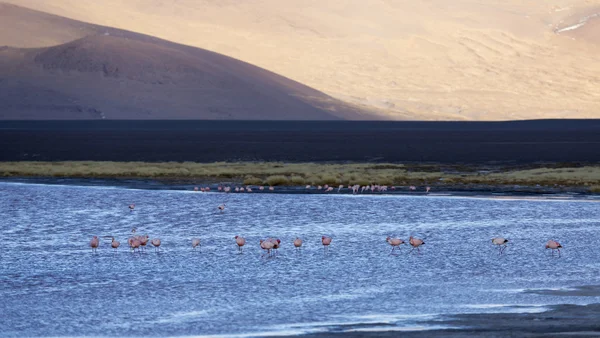 Nature of Bolivia.Lagoons with pink flamingo — Stock Photo, Image