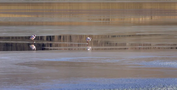 Φύση της bolivia.lagoons με ροζ φλαμίνγκο — Φωτογραφία Αρχείου