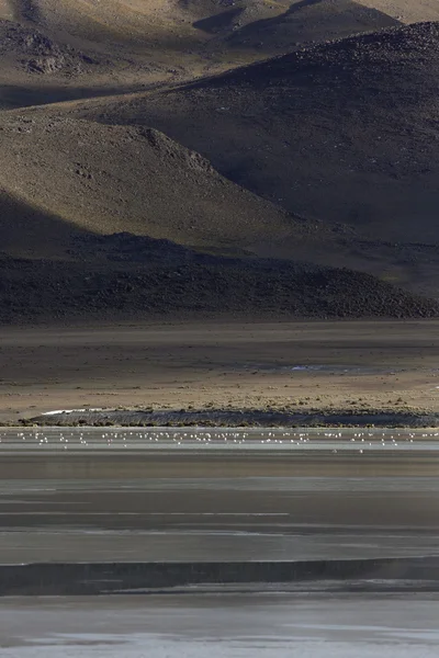 ピンクのフラミンゴと bolivia.lagoons の性質 — ストック写真