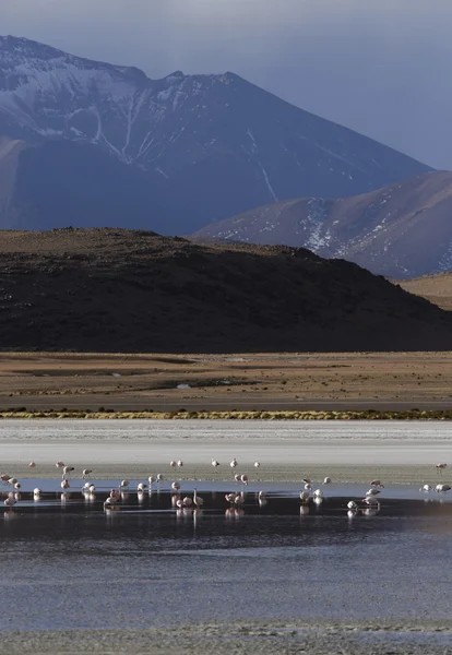 Nature of Bolivia.Lagoons with pink flamingo — Stock Photo, Image