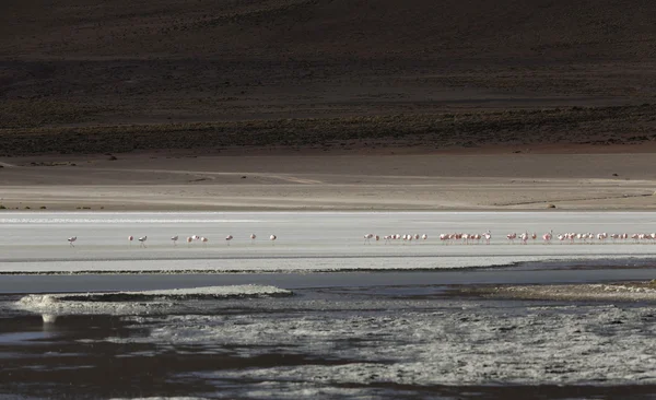 Kuşlar bolivia.lagoons doğası — Stok fotoğraf