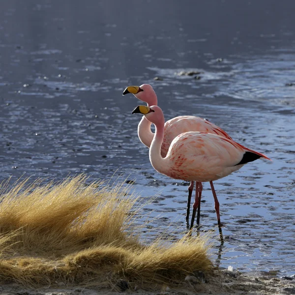 Povaha bolivia.lagoons s růžový plameňák — Stock fotografie