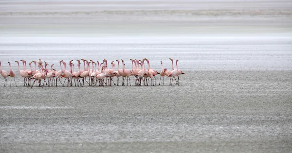 Natureza da Bolívia. Lagunas com flamingo rosa — Fotografia de Stock