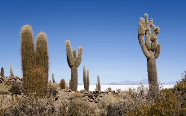 Naturaleza de Bolivia. Cactus enormes —  Fotos de Stock