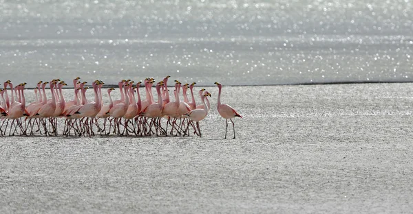 Nature of Bolivia.Lagoons with pink flamingo — Stock Photo, Image