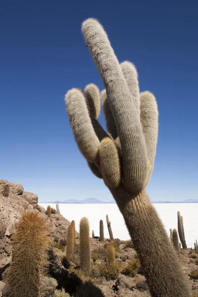 Povaha Bolívie. obrovské kaktusy — Stock fotografie