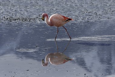 bolivia.lagoons pembe flamingo ile niteliği