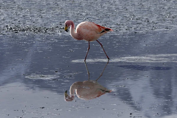 bolivia.lagoons pembe flamingo ile niteliği