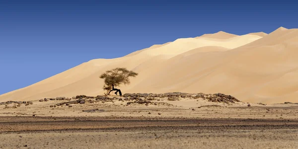 Oasis in Sahara Desert, Libya — Stock Photo, Image