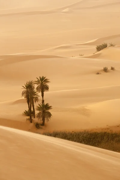 Oase in de Saharawoestijn, Libië — Stockfoto