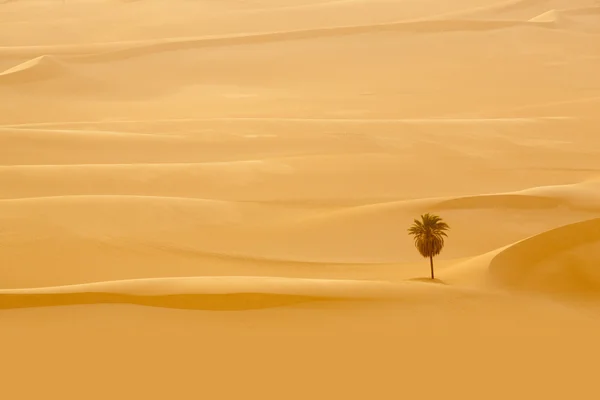 Oase in de Saharawoestijn, Libië — Stockfoto