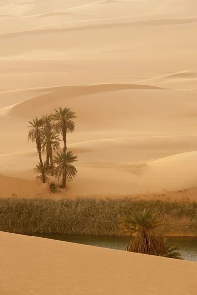 Oásis no deserto do Saara, Líbia — Fotografia de Stock