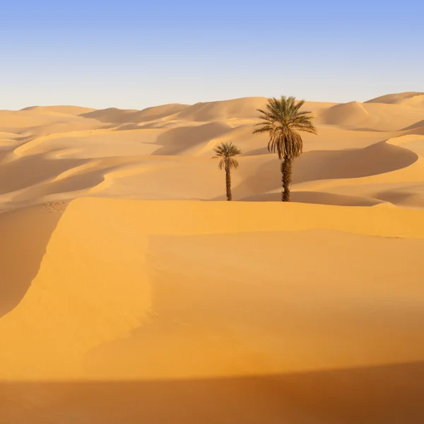 Oasis in Sahara Desert, Libya — Stock Photo, Image