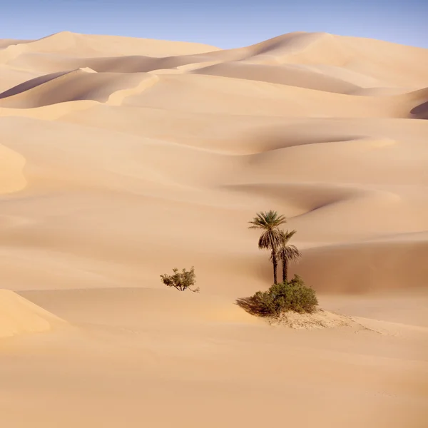 Oasis in Sahara Desert, Libya — Stock Photo, Image