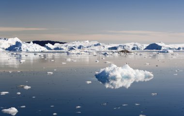 Mavi icebergs Grönland