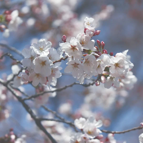 Spring cherry blossoms — Stock Photo, Image