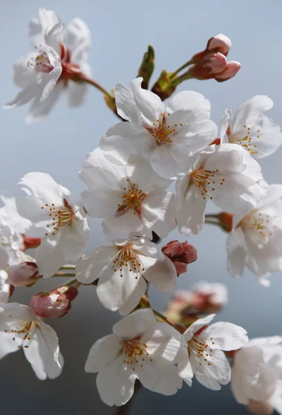 Spring cherry blossoms — Stock Photo, Image