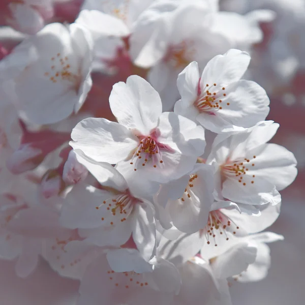 Spring cherry blossoms — Stock Photo, Image