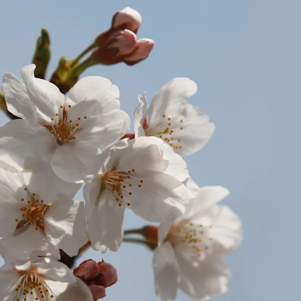 Flores de cerezo de primavera —  Fotos de Stock