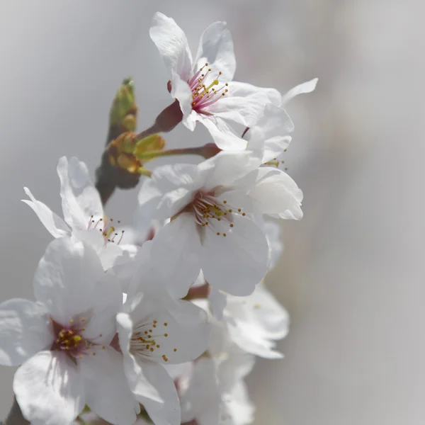Flores de cerezo de primavera —  Fotos de Stock