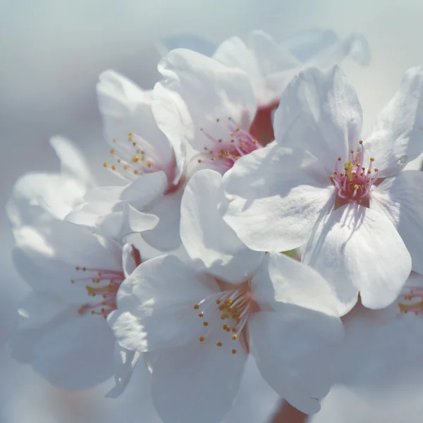 Fiori di ciliegio primaverili — Foto Stock