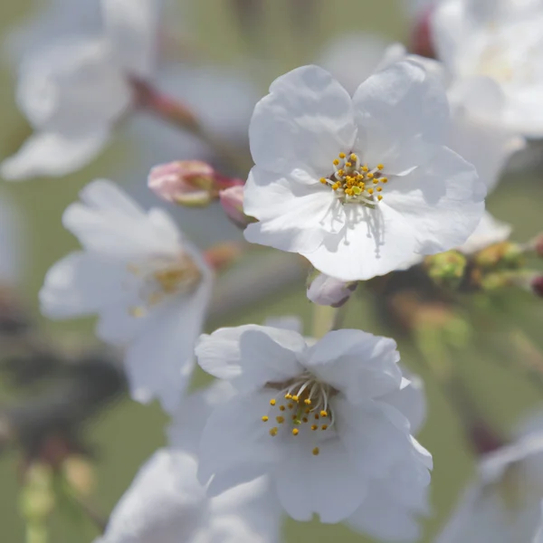 Spring cherry blossoms — Stock Photo, Image