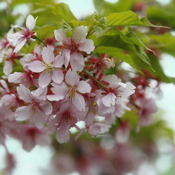 Spring tree flowers blossom — Stock Photo, Image