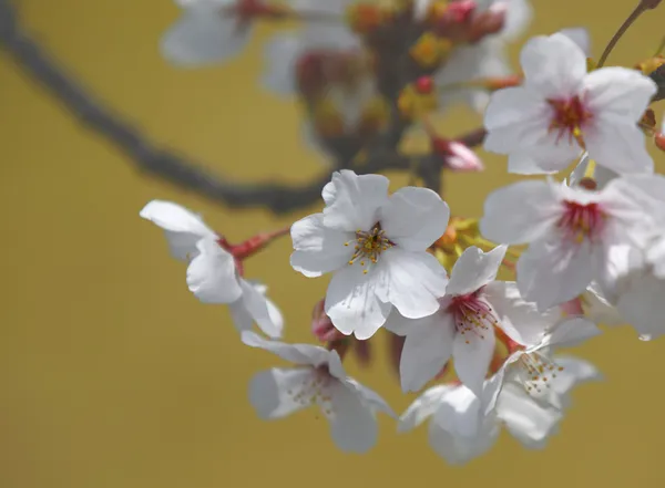 Spring cherry blossoms — Stock Photo, Image