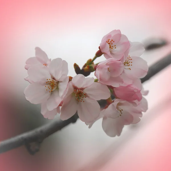 Spring cherry blossoms — Stock Photo, Image