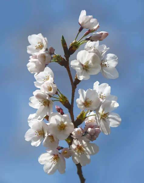 Spring cherry blossoms — Stock Photo, Image