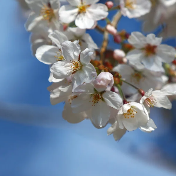 Spring cherry blossoms — Stock Photo, Image