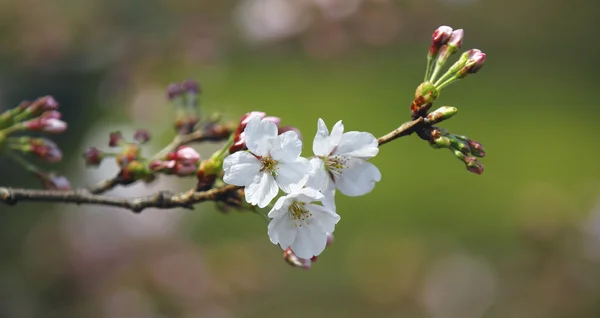 Spring cherry blossoms — Stock Photo, Image