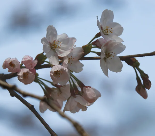 春の桜の花 — ストック写真