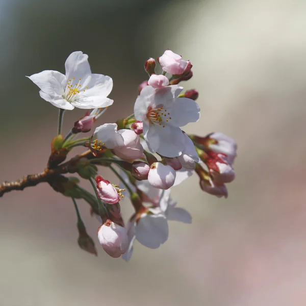 Flores de cerezo de primavera —  Fotos de Stock