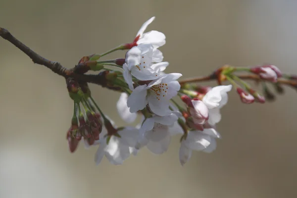Flori de cireșe de primăvară — Fotografie, imagine de stoc