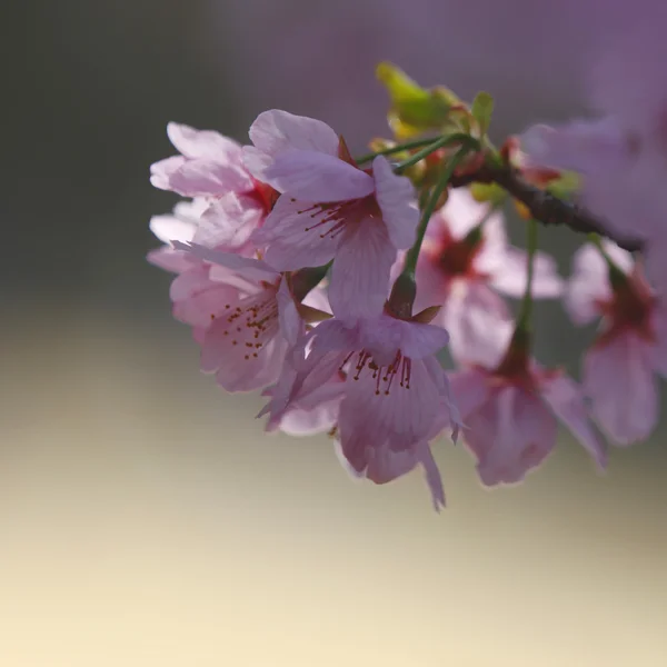 Spring tree flowers blossom — Stock Photo, Image