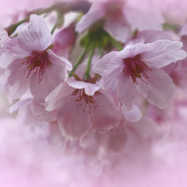 Spring tree flowers blossom — Stock Photo, Image