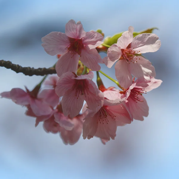 Spring tree flowers blossom — Stock Photo, Image