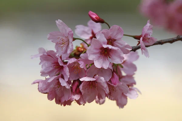 Flores de árbol de primavera florecen —  Fotos de Stock