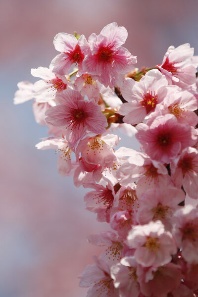Spring tree flowers blossom