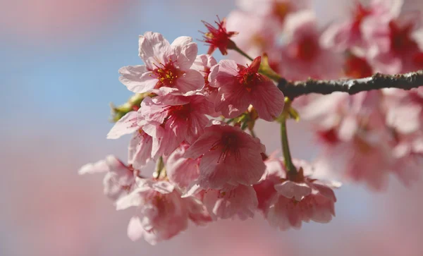 Flores de árbol de primavera florecen — Foto de Stock
