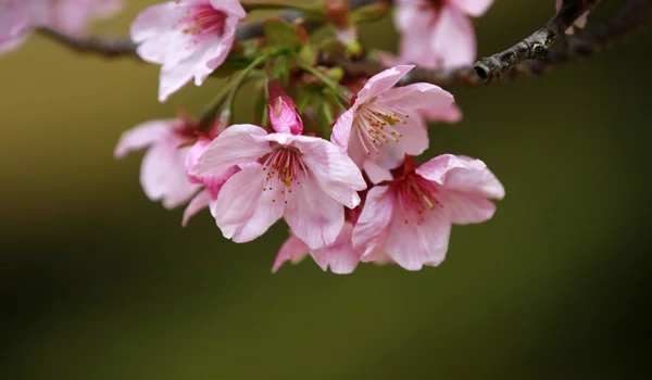 Flores de árbol de primavera florecen —  Fotos de Stock