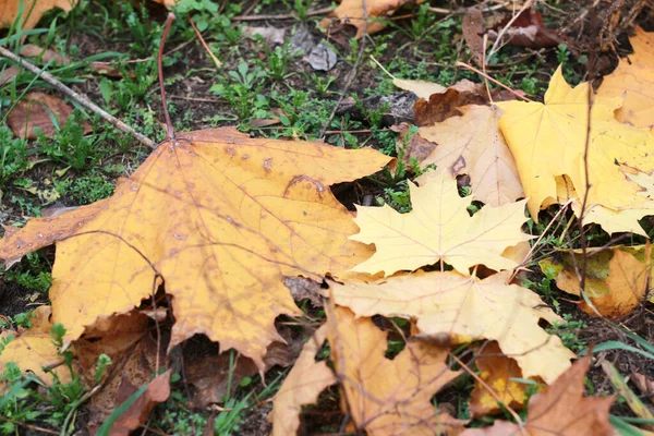 Jesienny Liść Leżąc Trawie — Zdjęcie stockowe